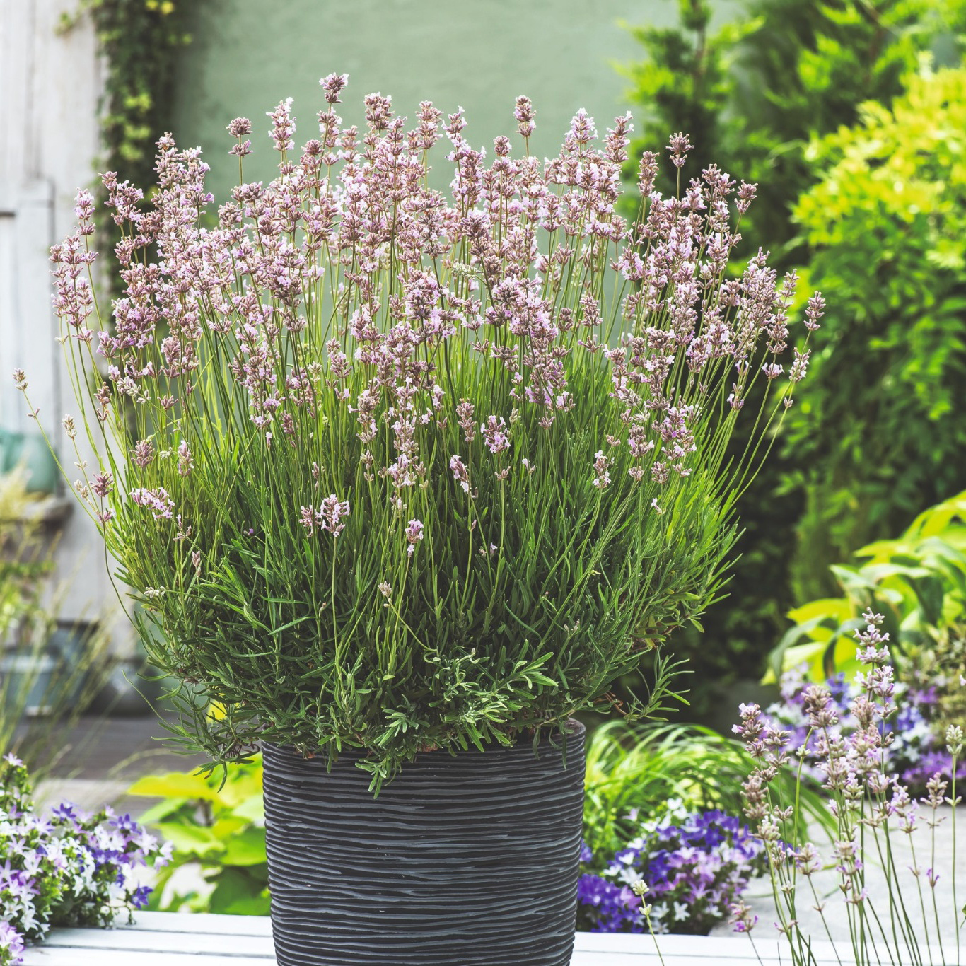 Perenn Omnia Garden Lavendel Rosea