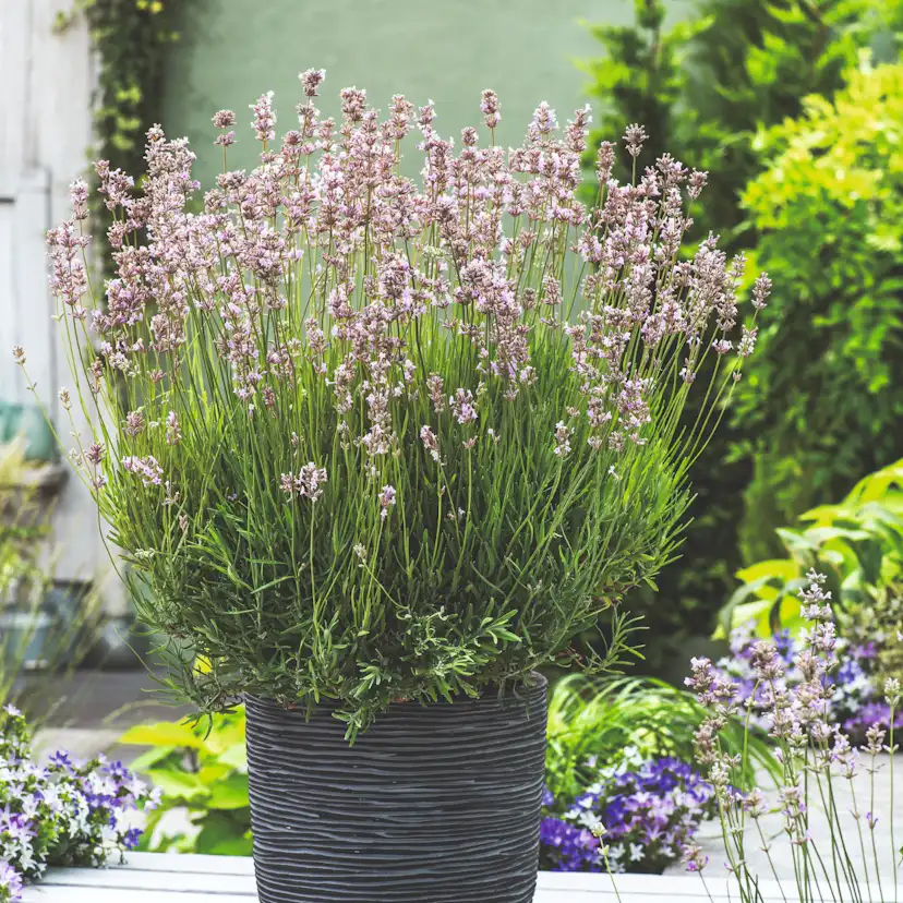 Perenn Omnia Garden Lavendel Rosea