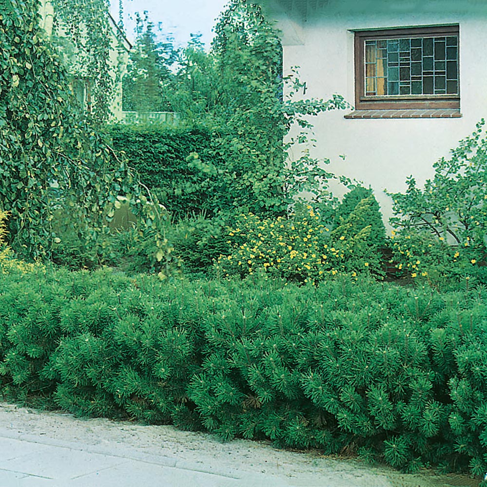 Låg Bergtall Omnia Garden 30-35 cm