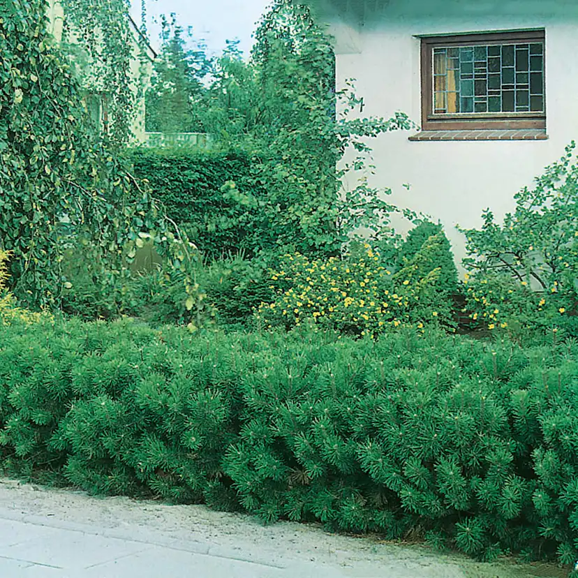 Låg Bergtall Omnia Garden 30-35 cm
