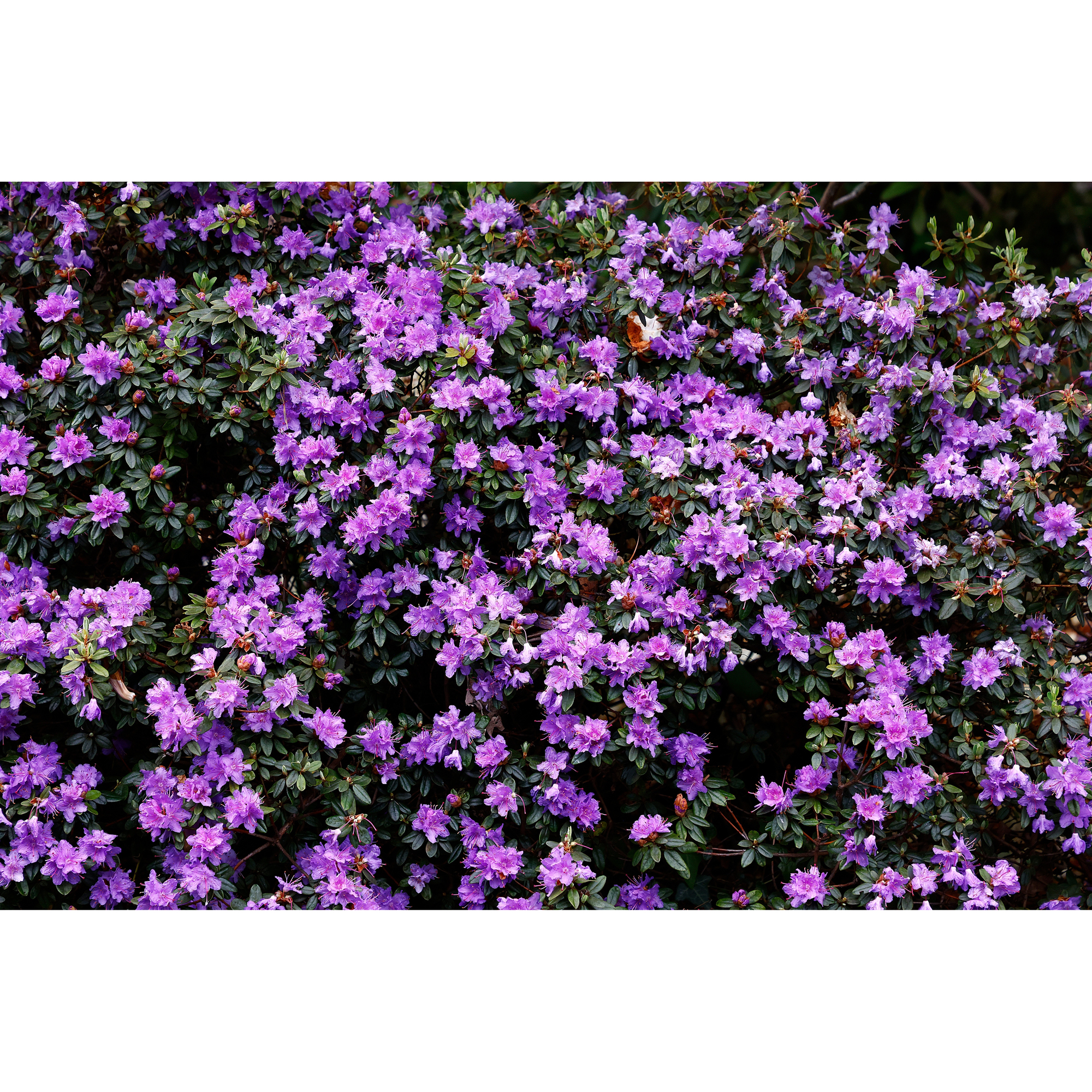 Rhododendron Tuvalpros Omnia Garden Ramapo 20-25 cm