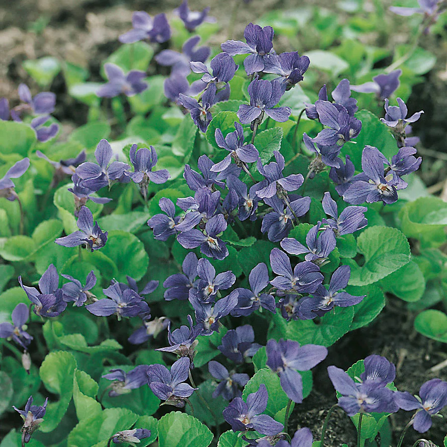 Perenn Omnia Garden Luktviol Königin Charlotte
