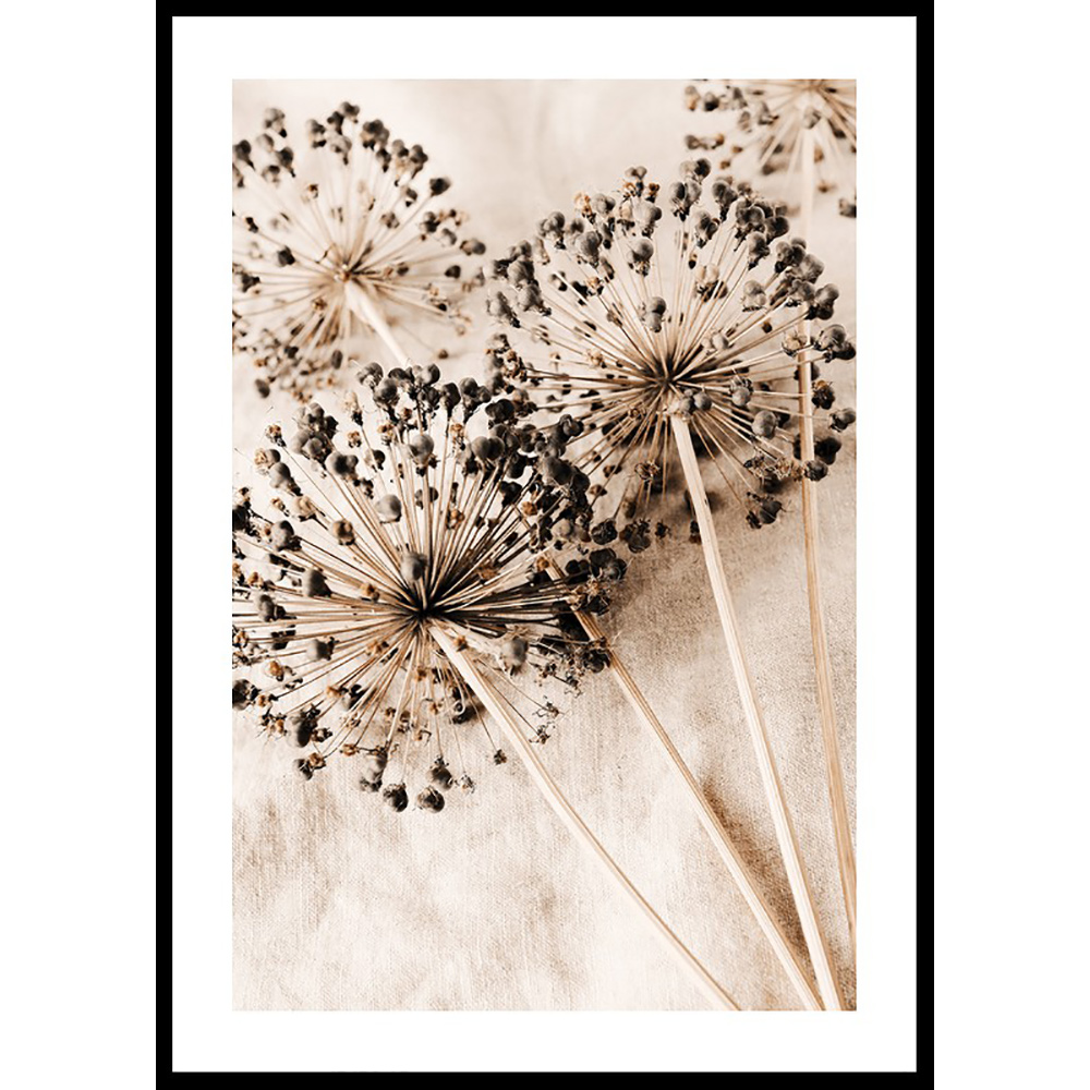 Poster Gallerix Allium Flowers