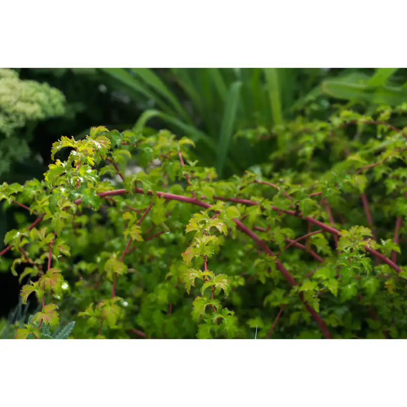 Buske Omnia Garden Stefanandra Krukodlad Liten