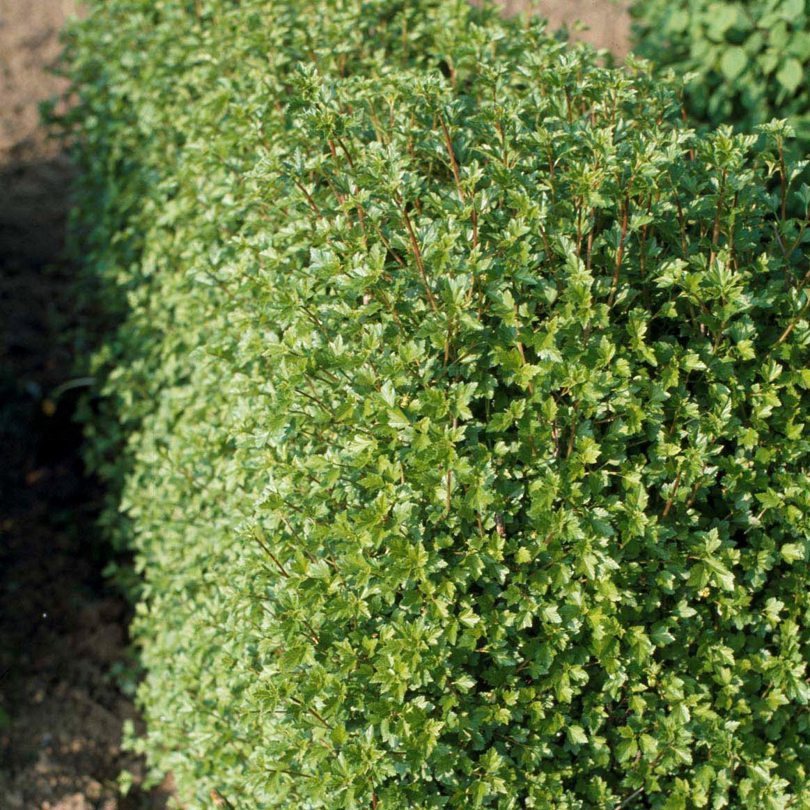 Häck Omnia Garden Måbär 20-40cm Krukodlade