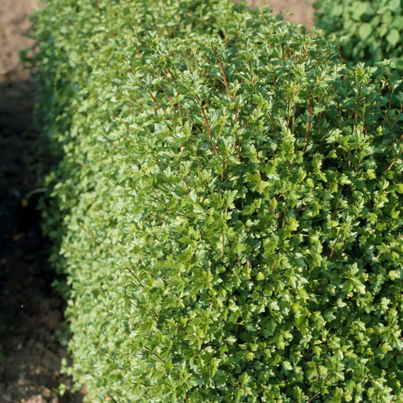 Häck Omnia Garden Måbär 20-40cm Krukodlade