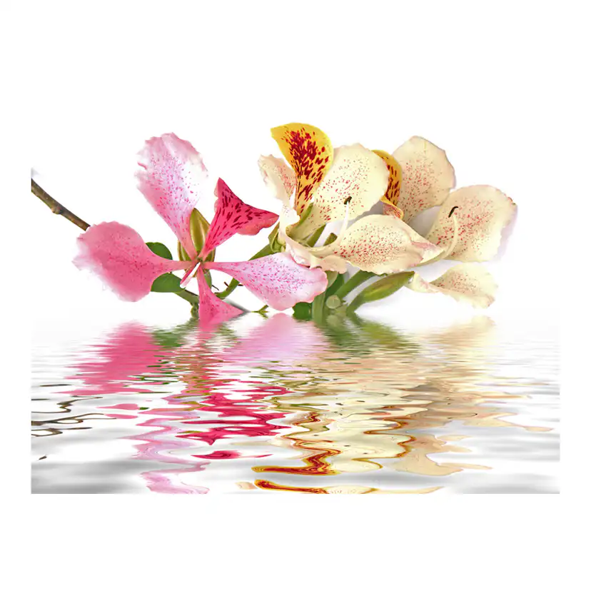 Fototapet Arkiio Tropiska Blommor Orchid Tree Bauhinia