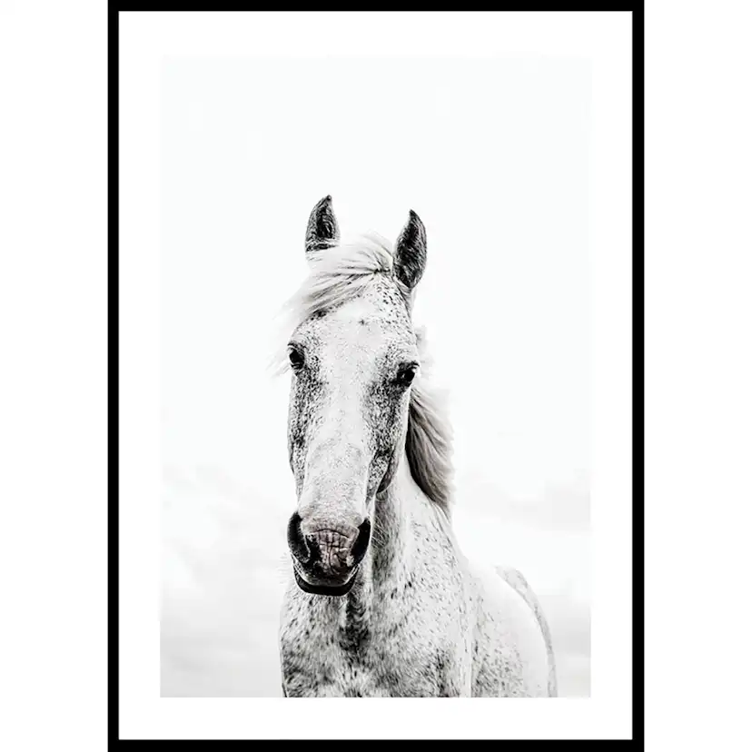 Poster Gallerix White Horse Up Close