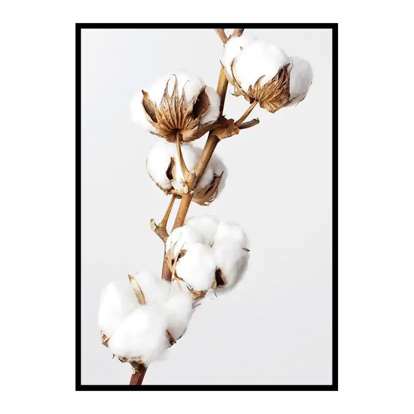 Poster Gallerix Cotton