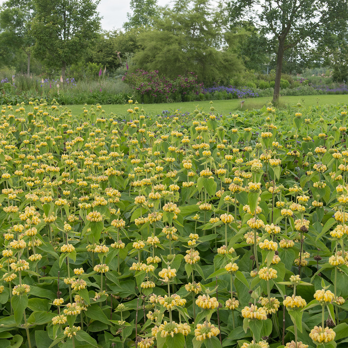 Prydnadsperenn Omnia Garden Lejonsvans Gul