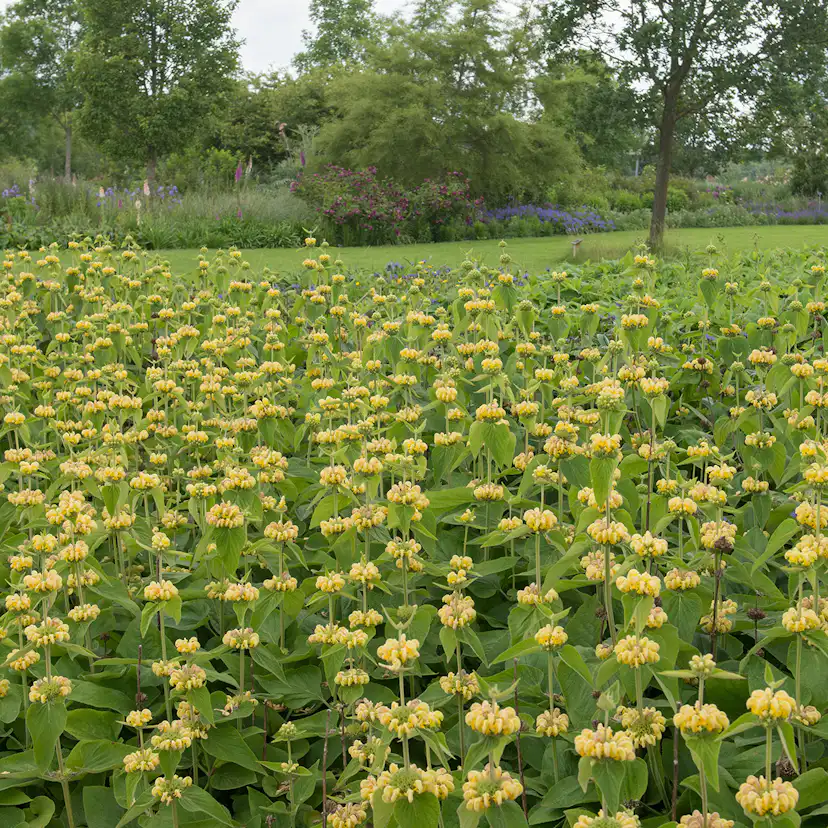 Prydnadsperenn Omnia Garden Lejonsvans Gul