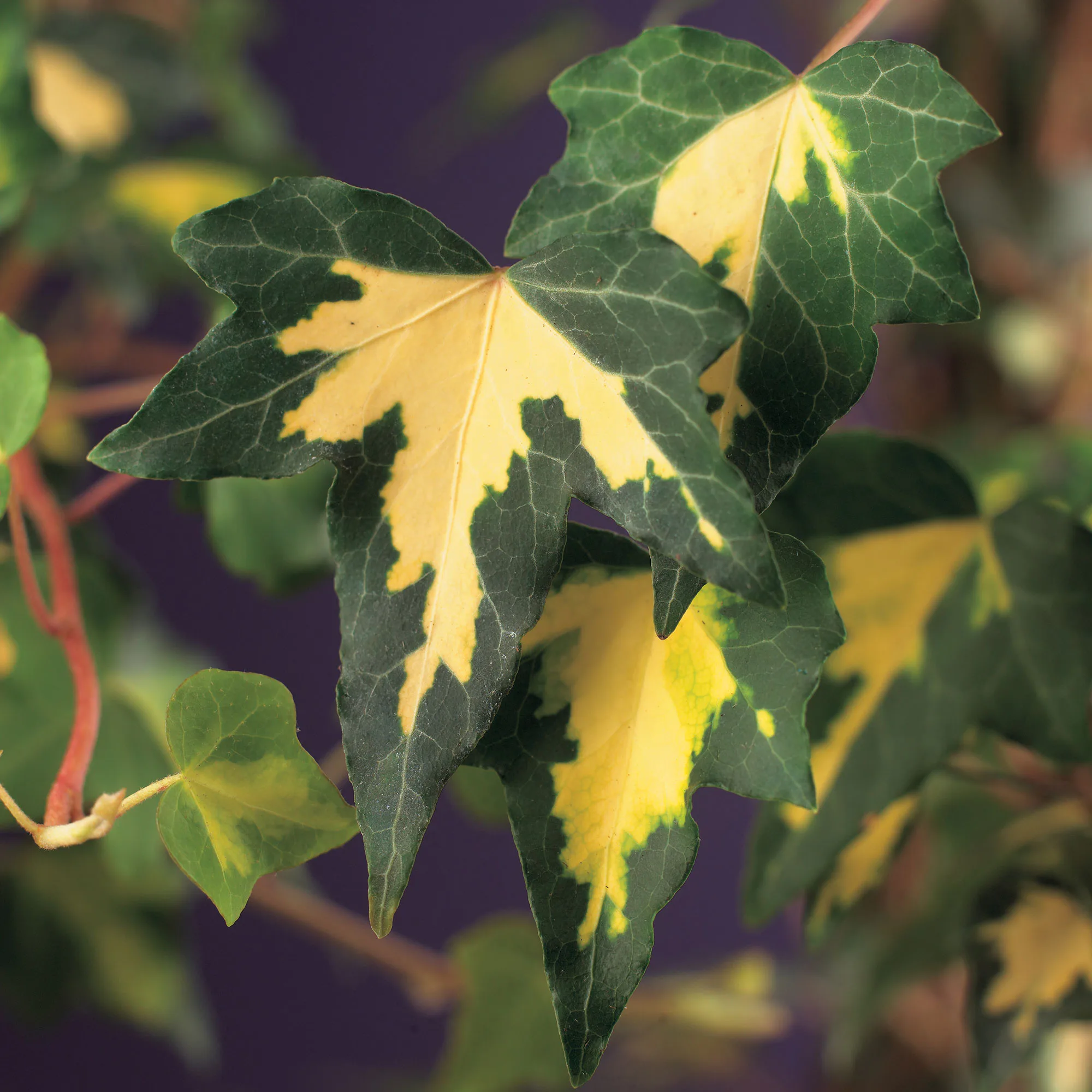 Klätterväxt Murgröna Goldheart Omnia Garden 40-60 cm