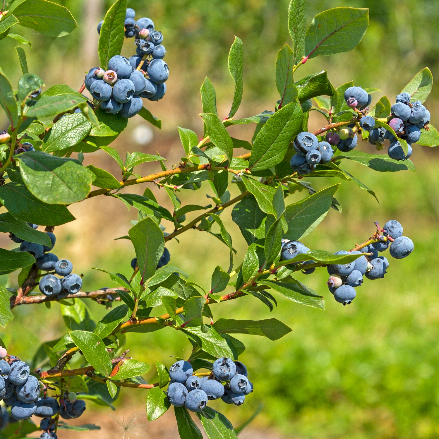 Buske Omnia Garden Amerikanskt Blåbär Northland