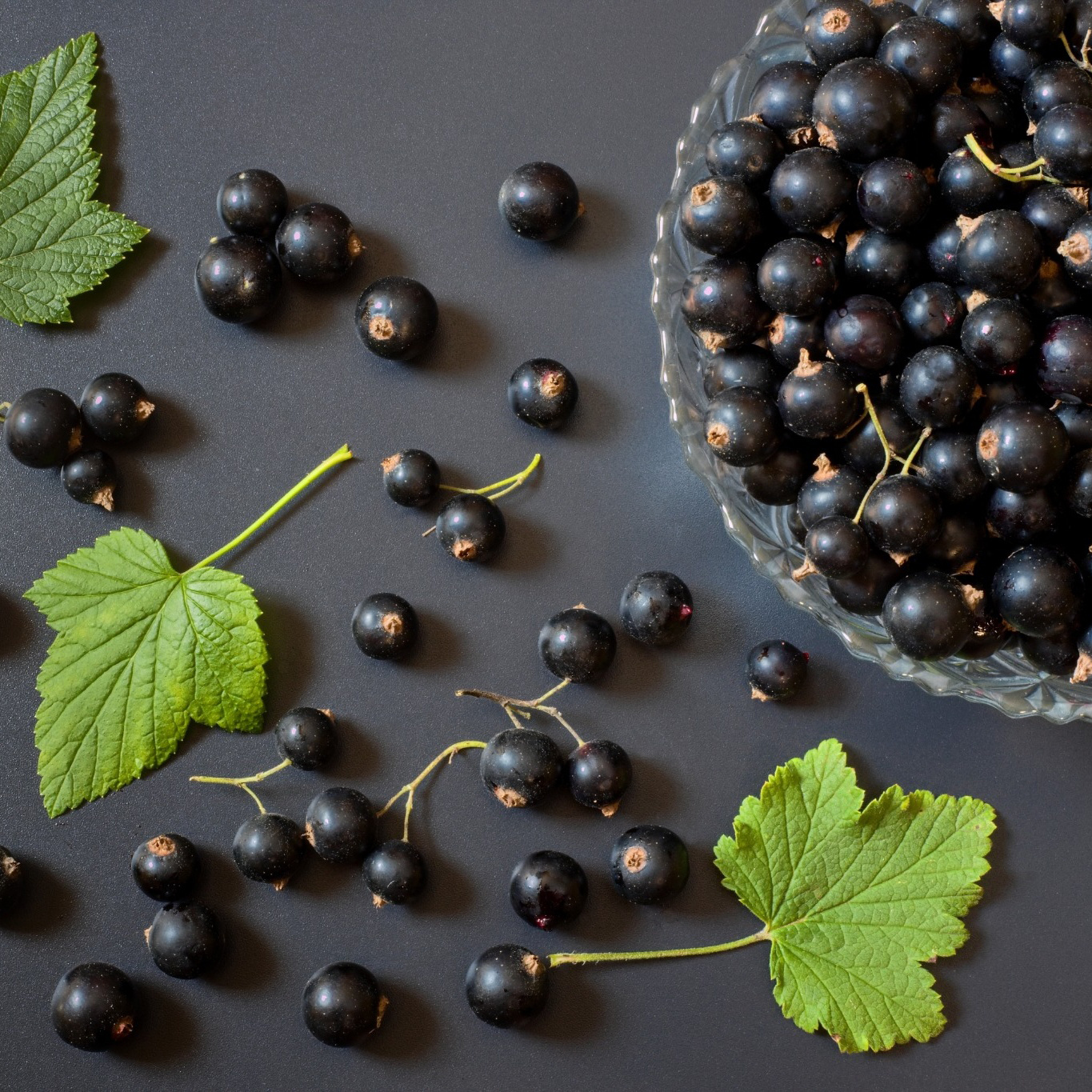 Bärbuske Omnia Garden Svart Vinbär Ribes Nigrum Öjebyn E