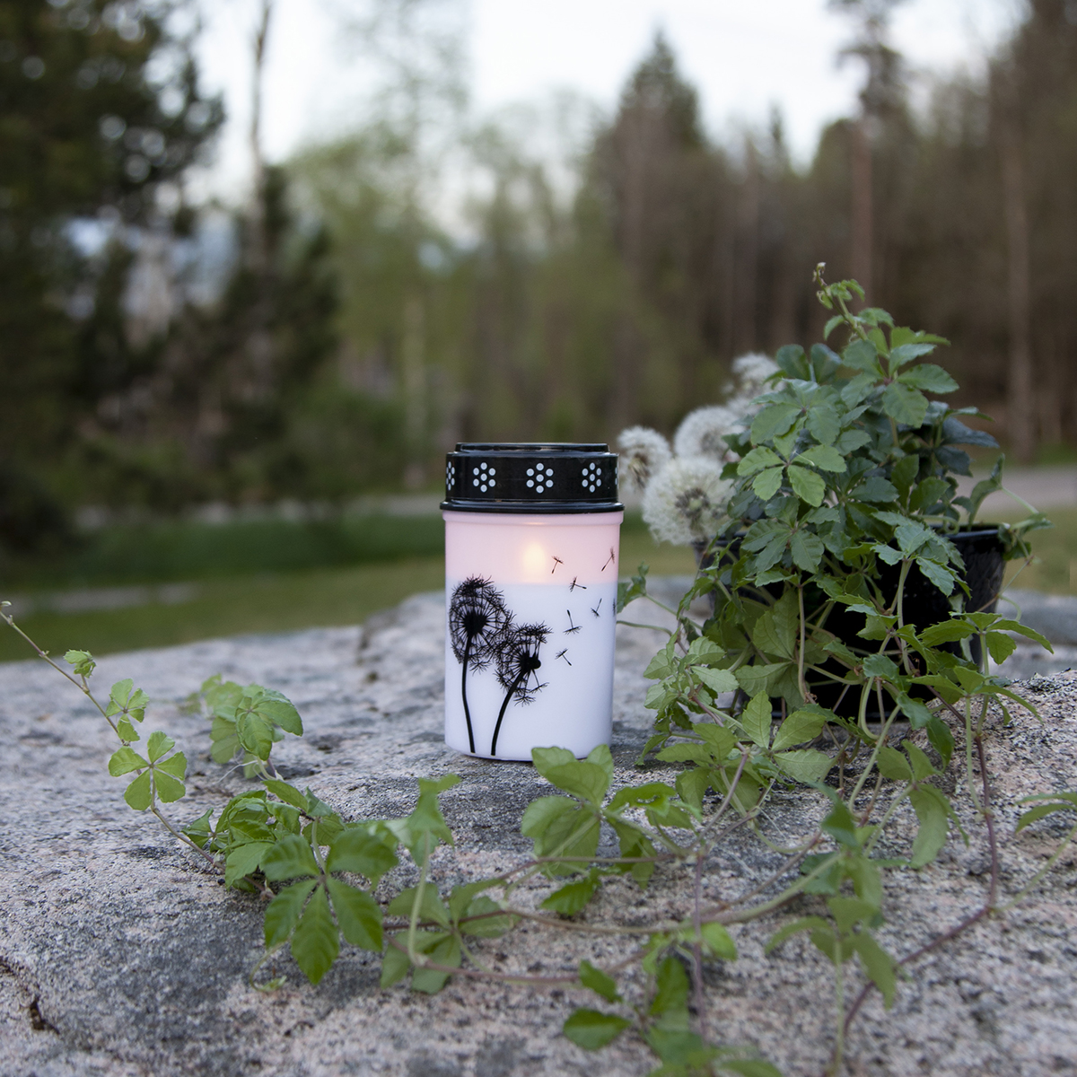 LED-Gravljus Star Trading Dandelion Outdoor