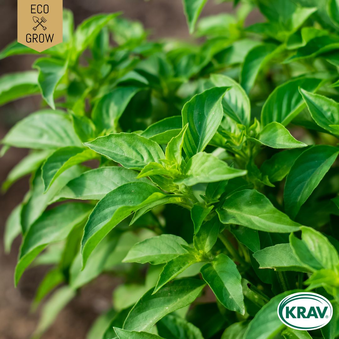 Fröpåse Eco Grow Citronbasilika Ocimium Basilicum Citriodora
