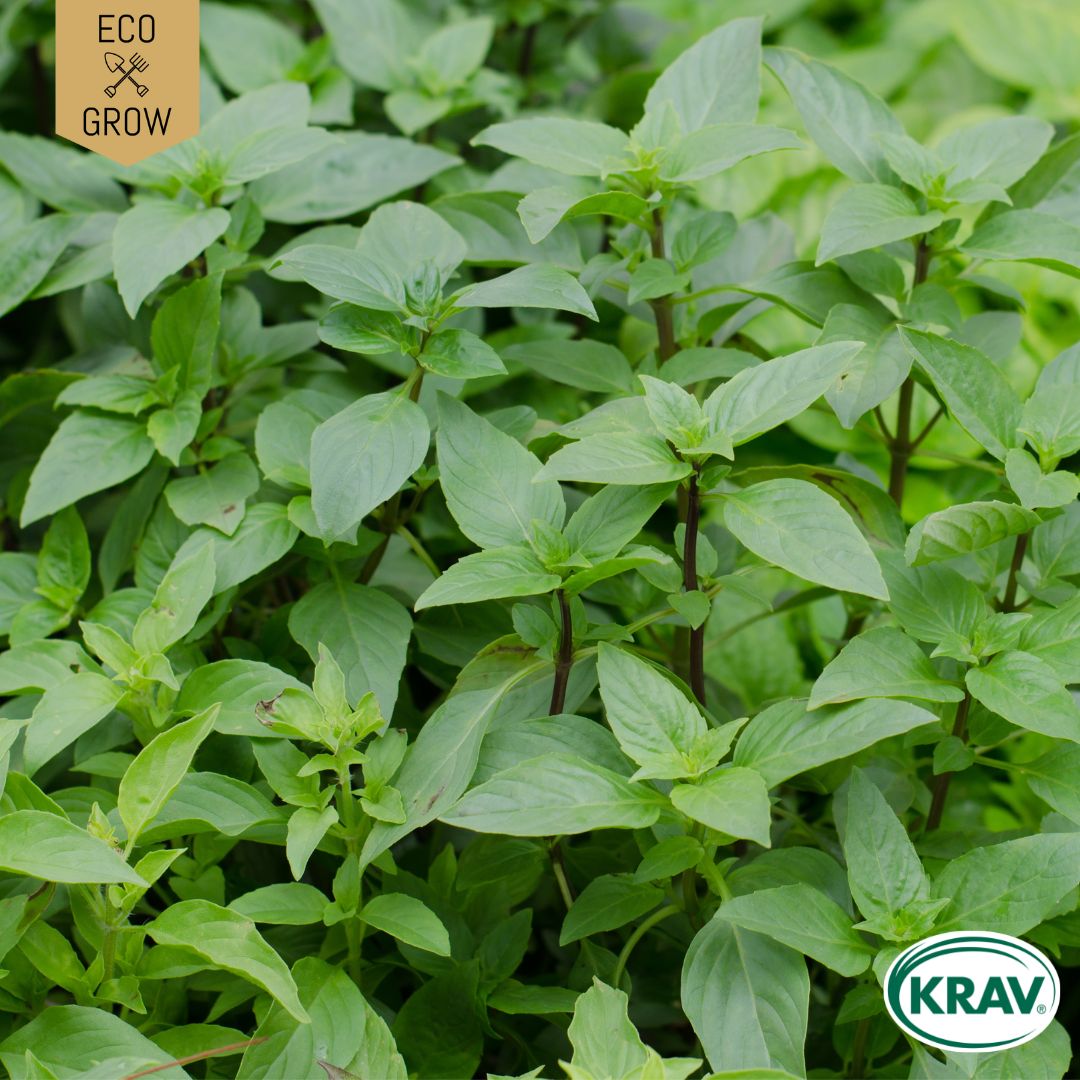 Fröpåse Eco Grow Thaibasilika Ocimum Basilicum