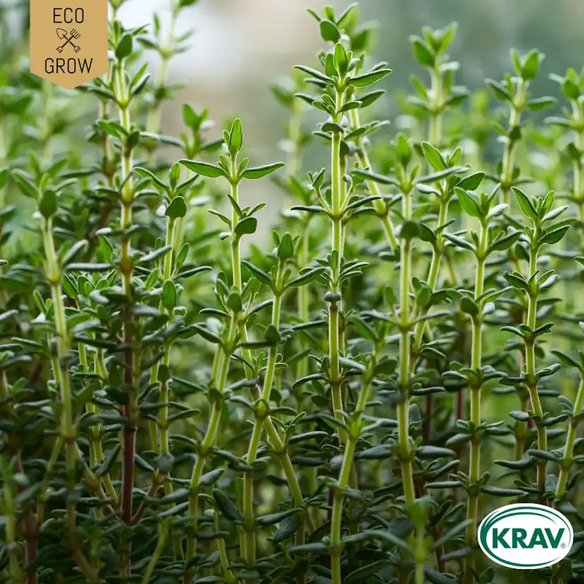 Fröpåse Eco Grow Timjan Thymus Vulgaris 10001353