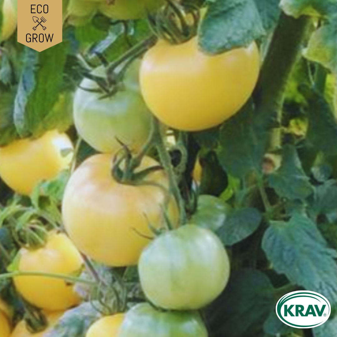 Fröpåse Eco Grow Salladstomat White Sensation