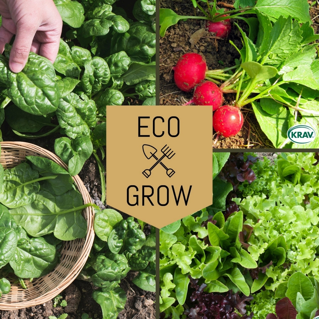 Grönsaksfröer Eco Grow Snabb Skörd Kit för Hemmaodling 3-pack