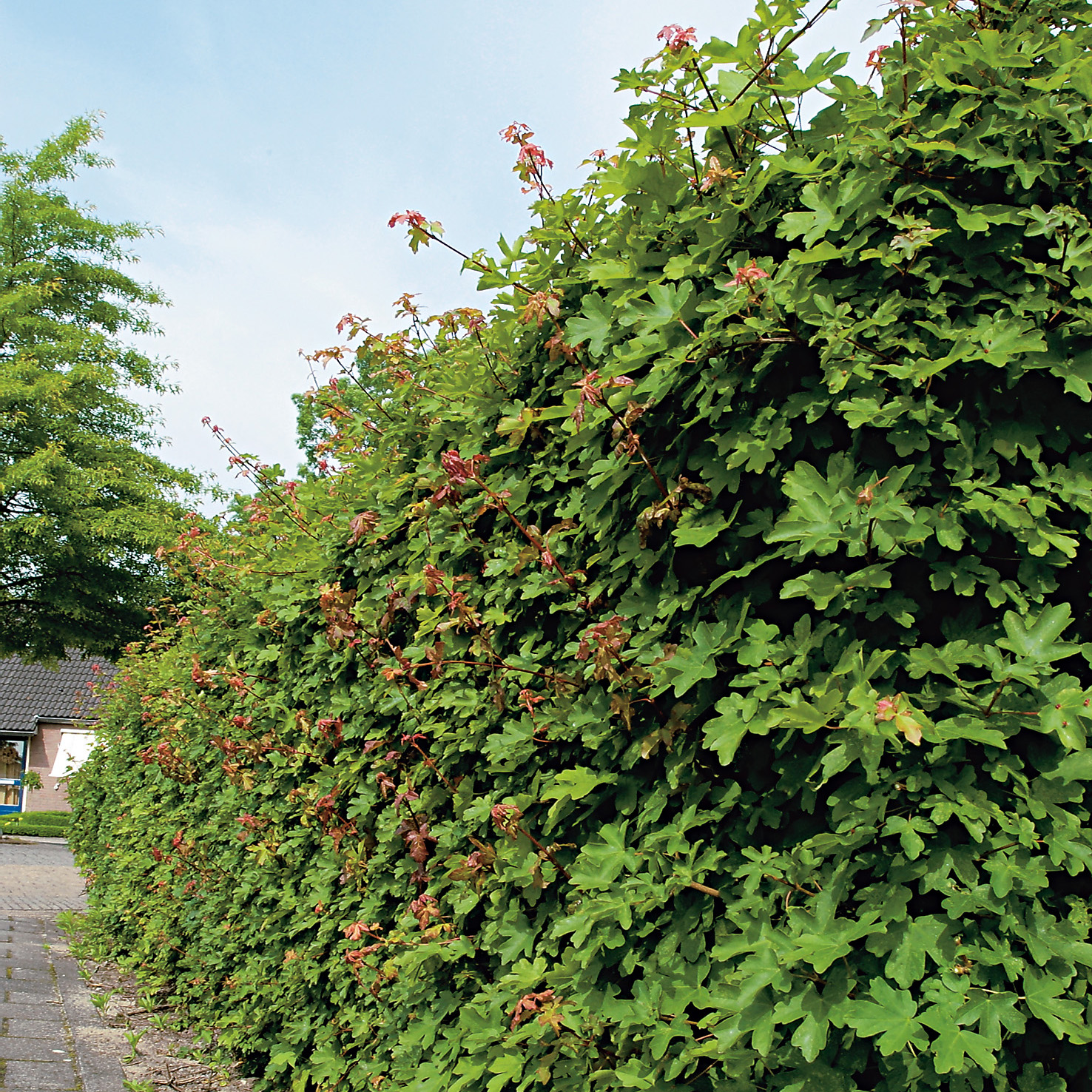 Buske Omnia Garden Naverlönn 50-80 cm