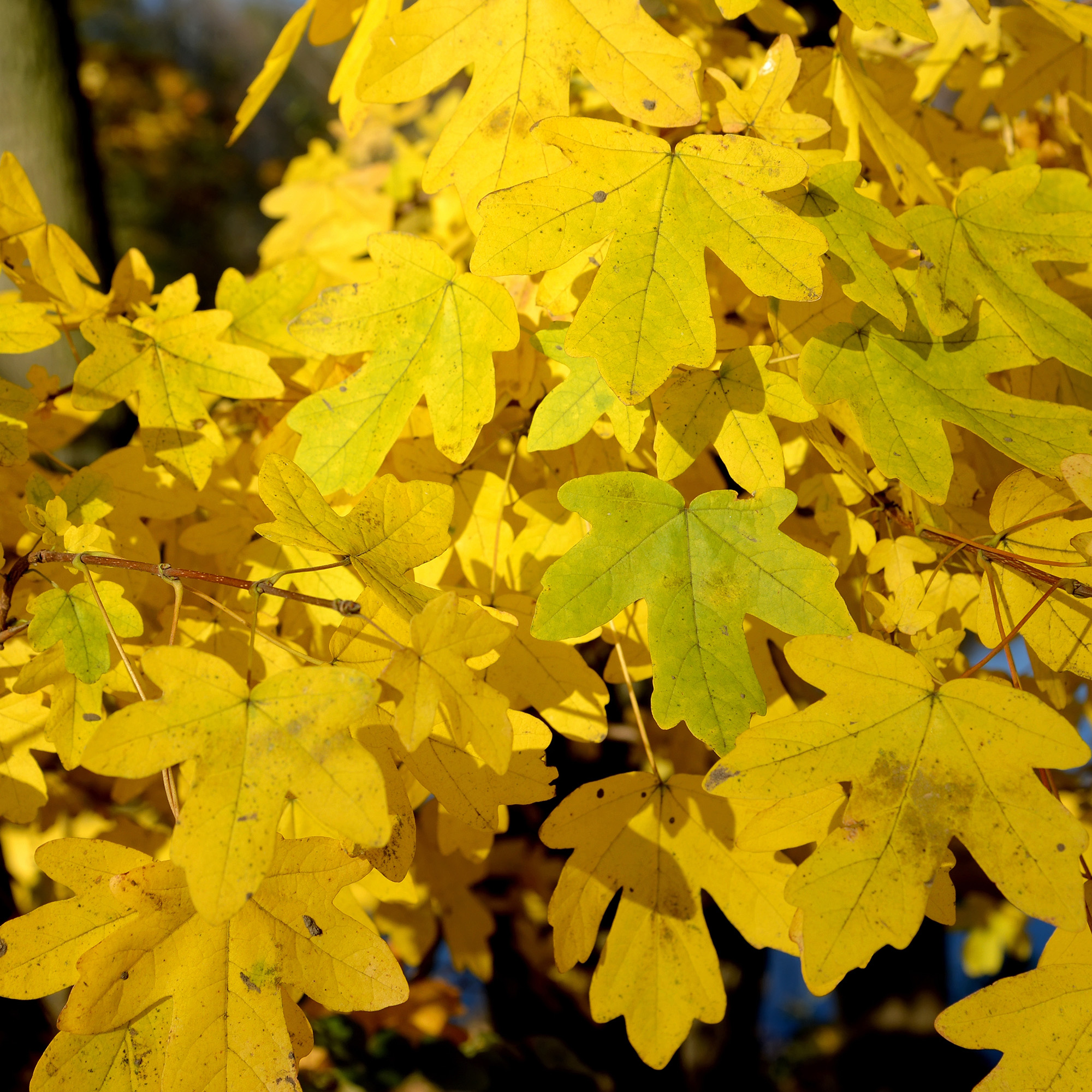 Buske Omnia Garden Naverlönn 50-80 cm