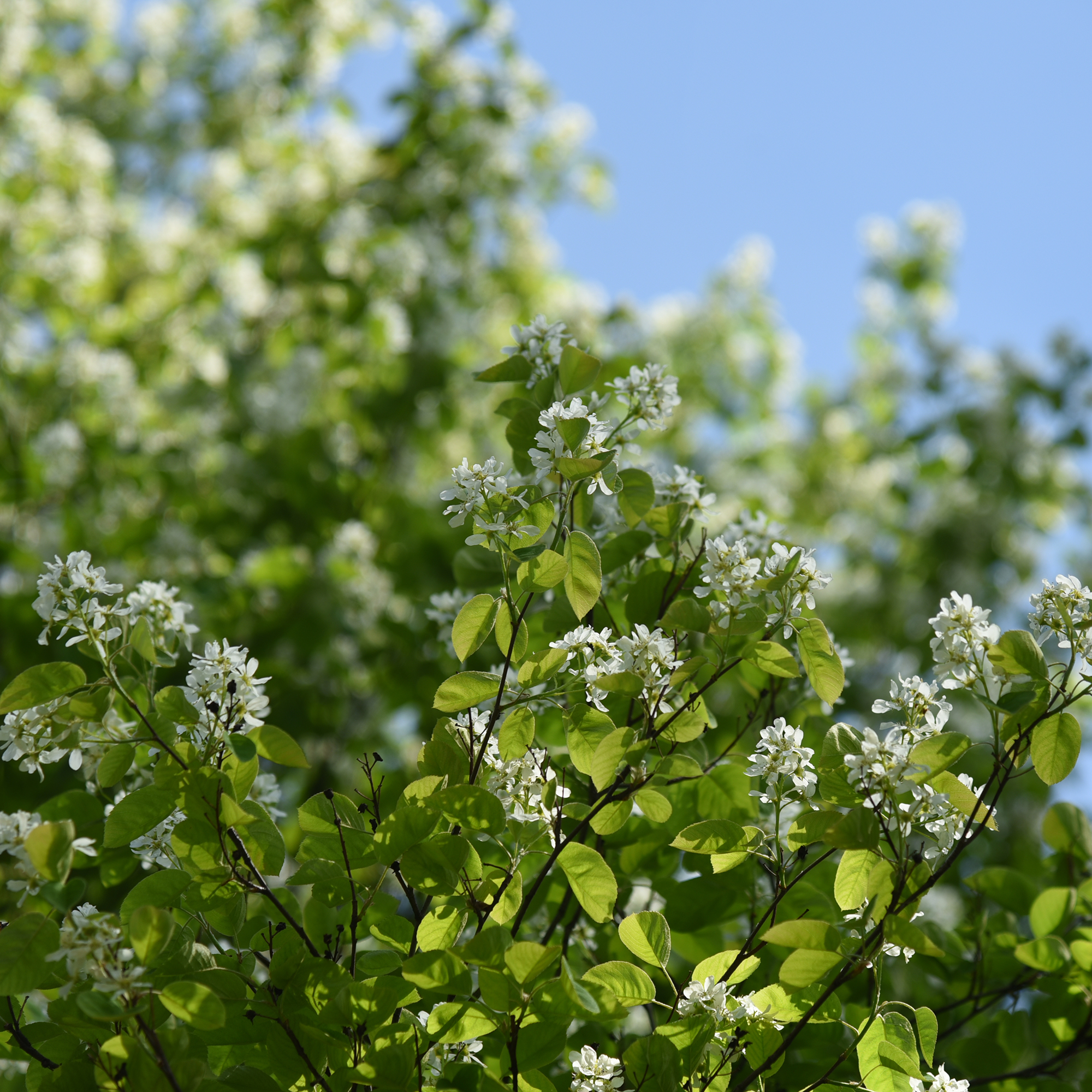 Bärhäggmispel Omnia Garden Amelanchier Alnifolia 50-80 cm