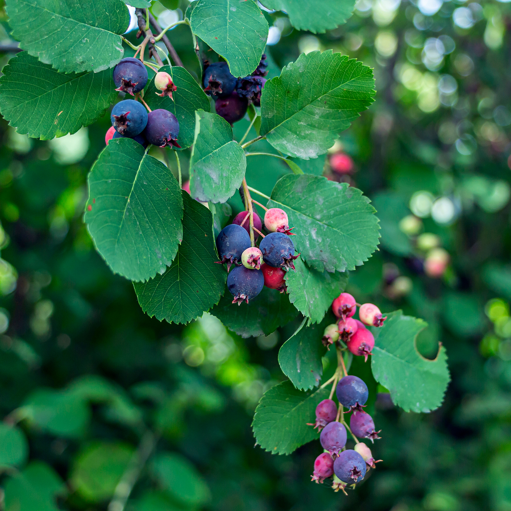 Bärhäggmispel Omnia Garden Amelanchier Alnifolia 50-80 cm