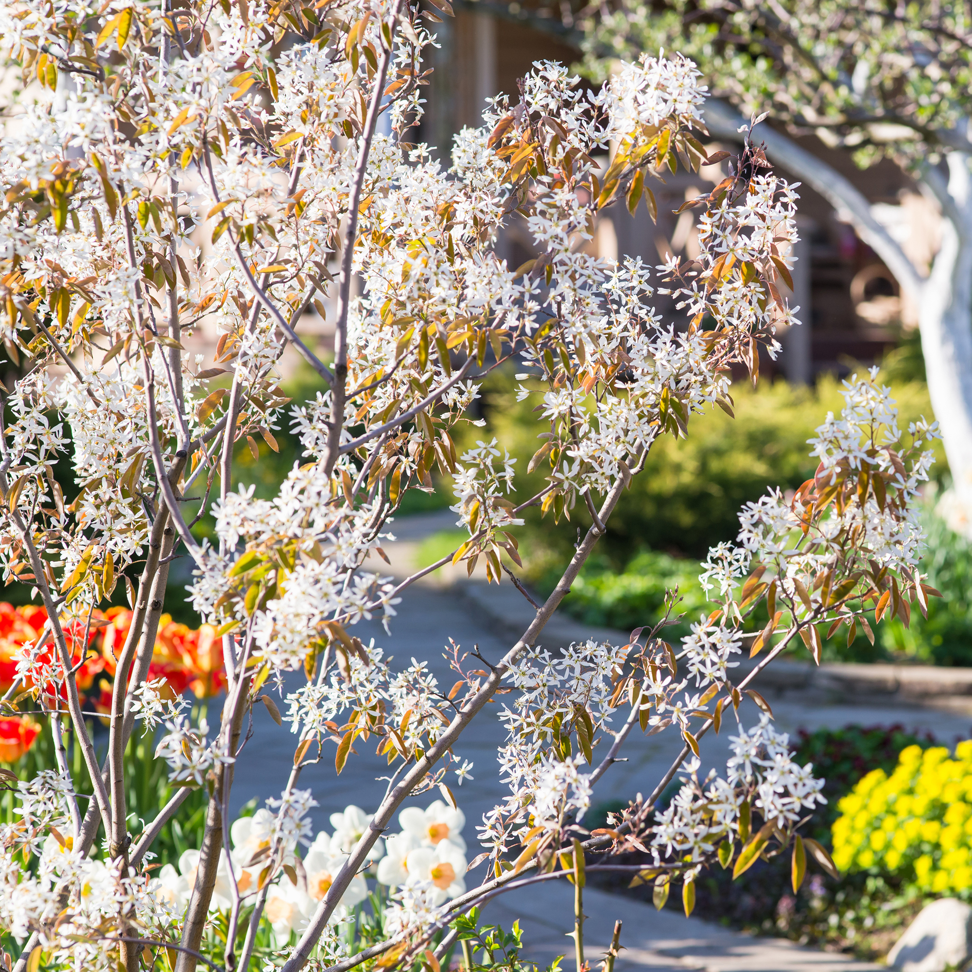 Buske Omnia Garden Prakthäggmispel 50-80 cm