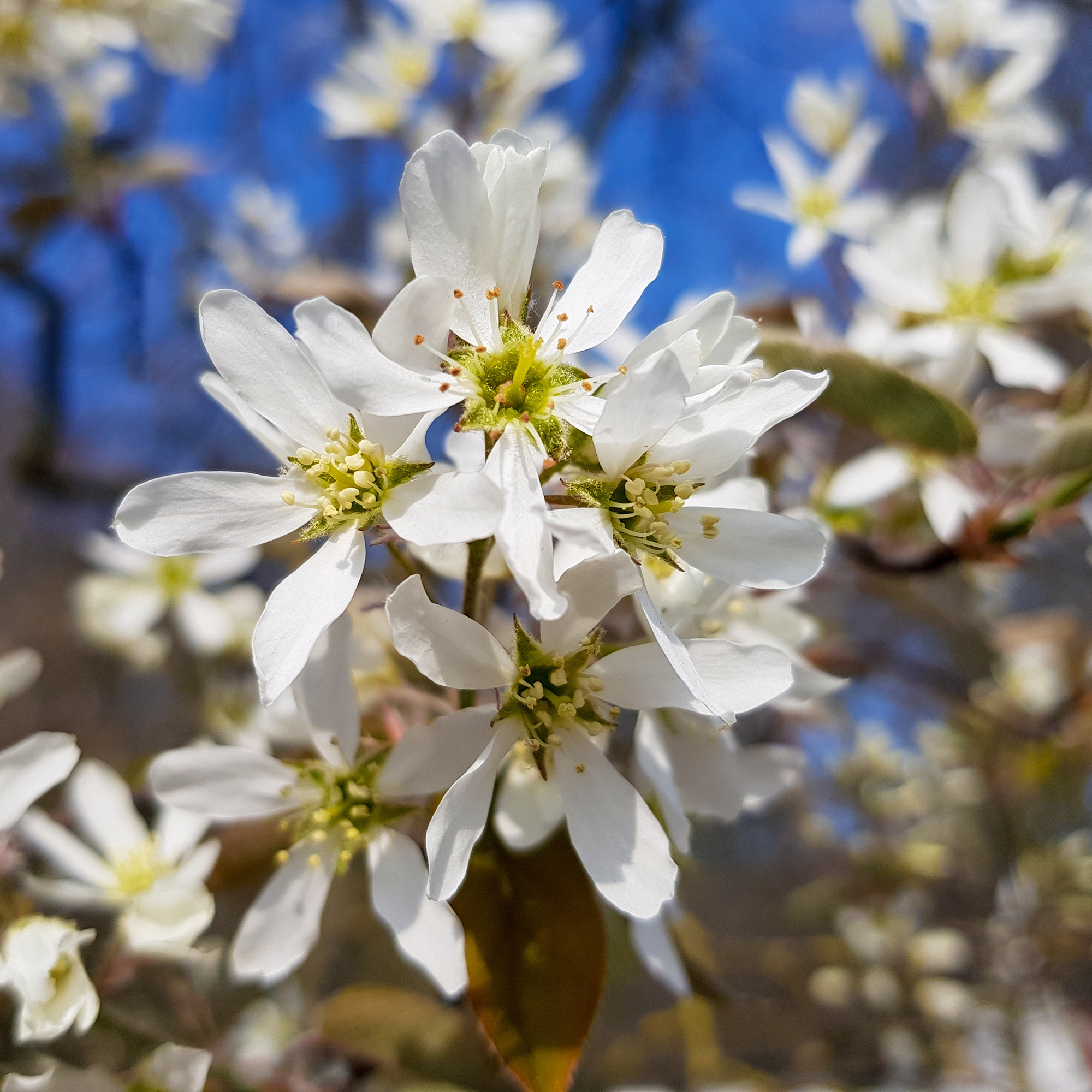 Buske Omnia Garden Prakthäggmispel 50-80 cm
