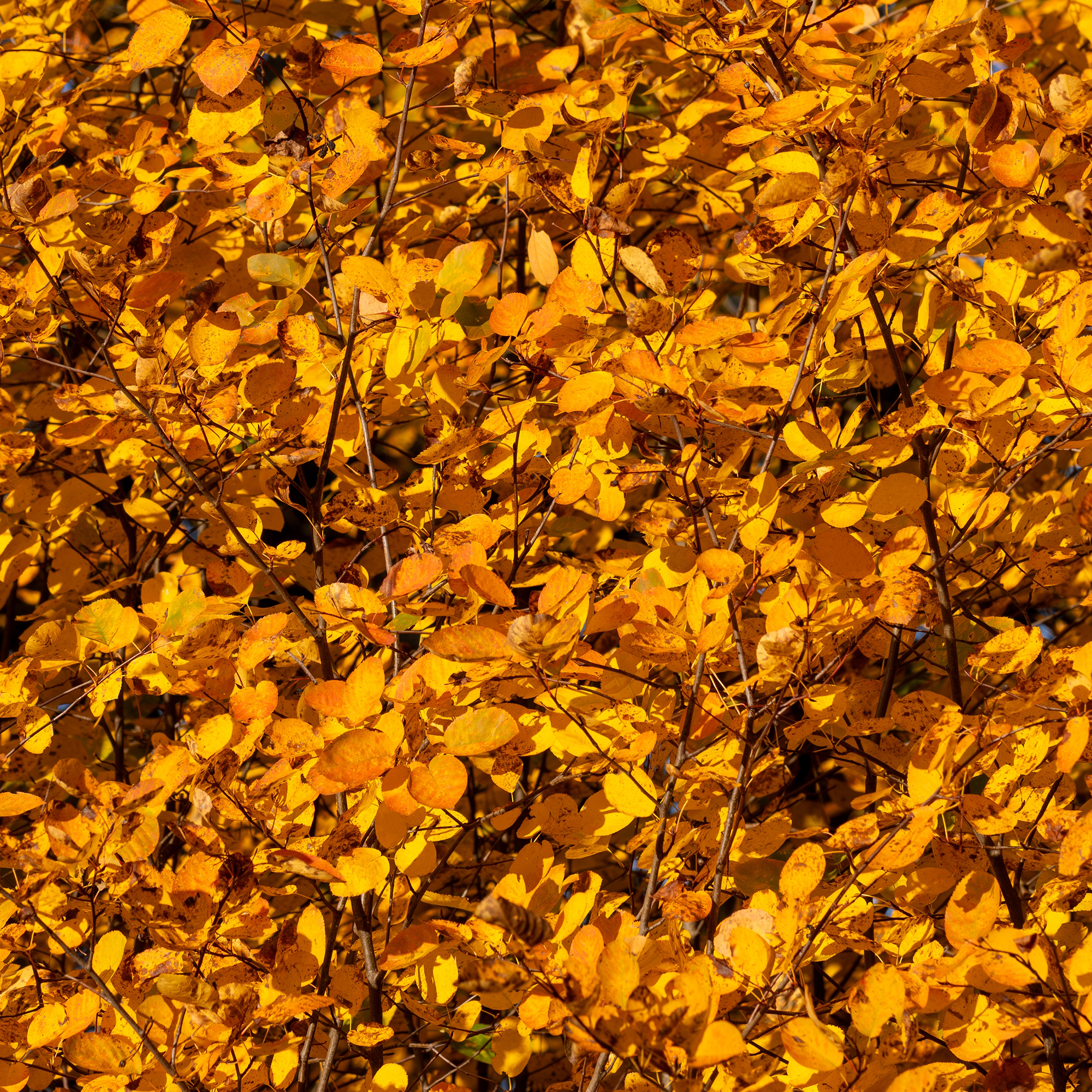 Buske Omnia Garden Häggmispel Amelanchier Spicata 50-80 cm