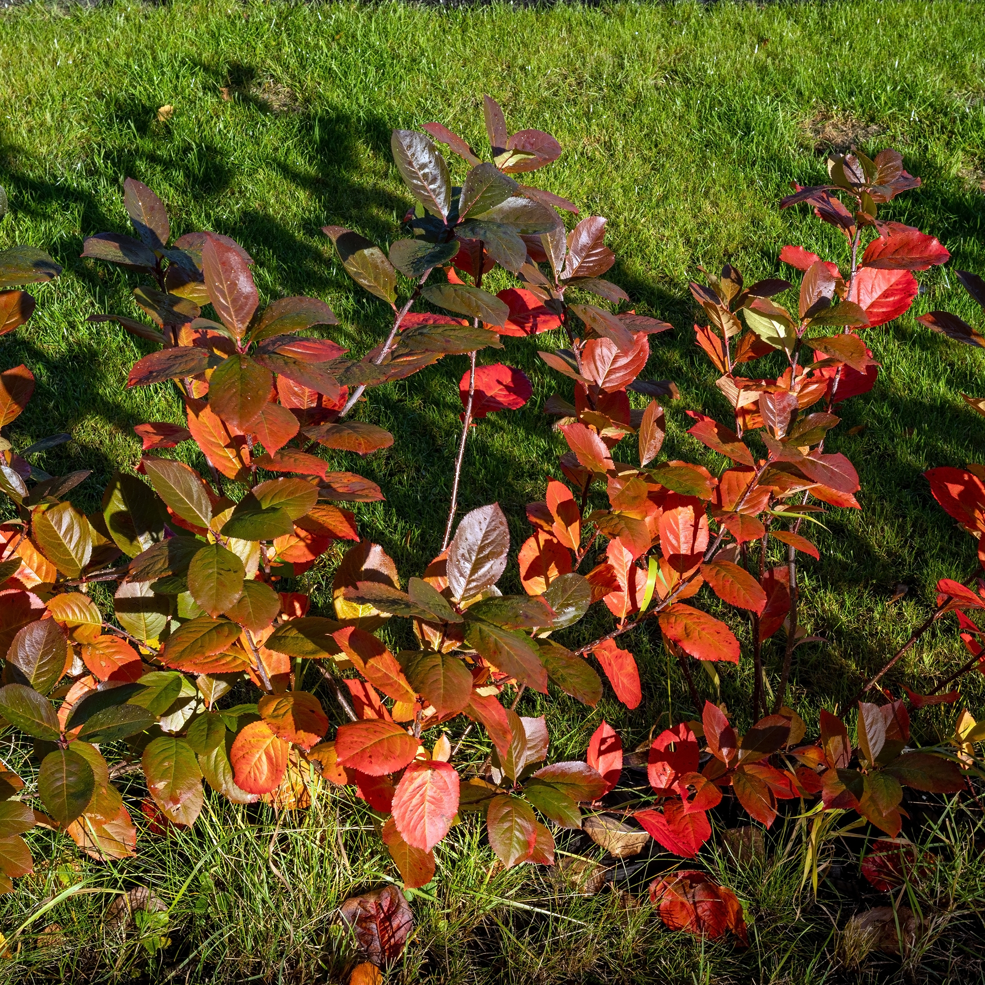 Buske Omnia Garden Slånaronia Elata 30-50 cm