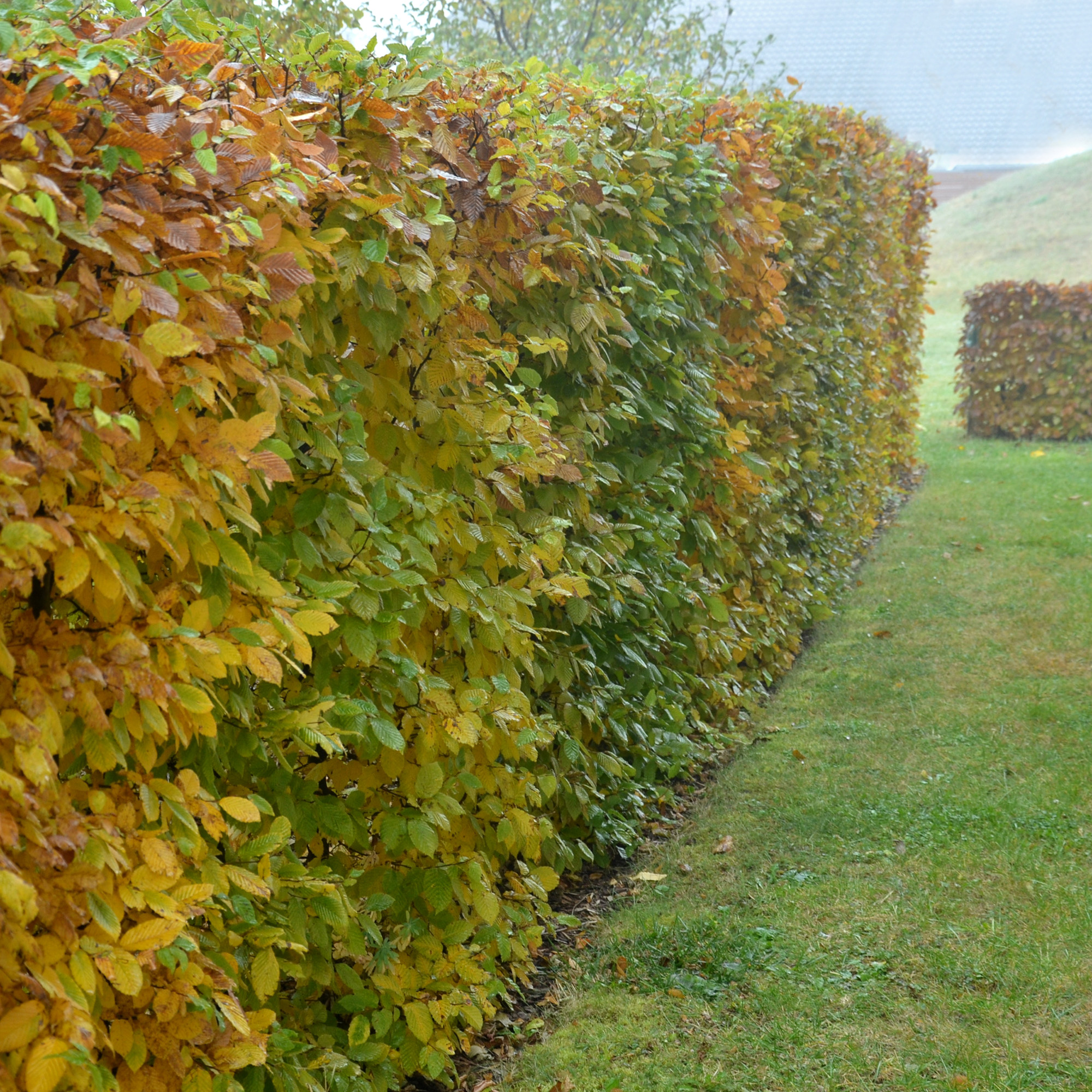 AvenBok Omnia Garden 30-50 cm