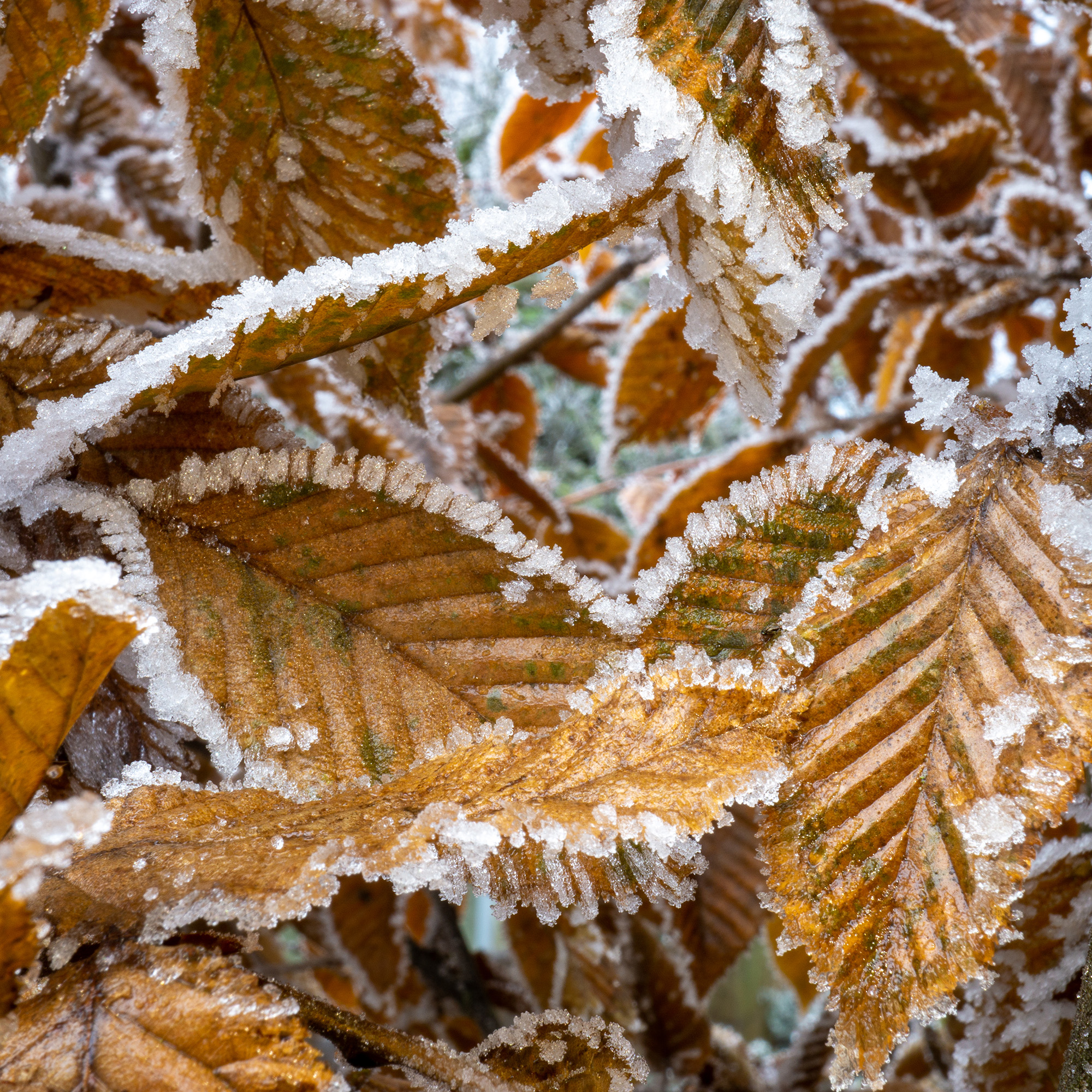 AvenBok Omnia Garden 30-50 cm