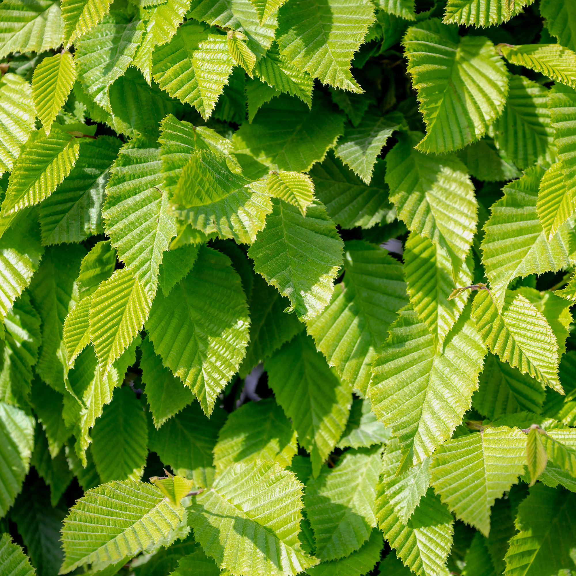 AvenBok Omnia Garden 60-100 cm