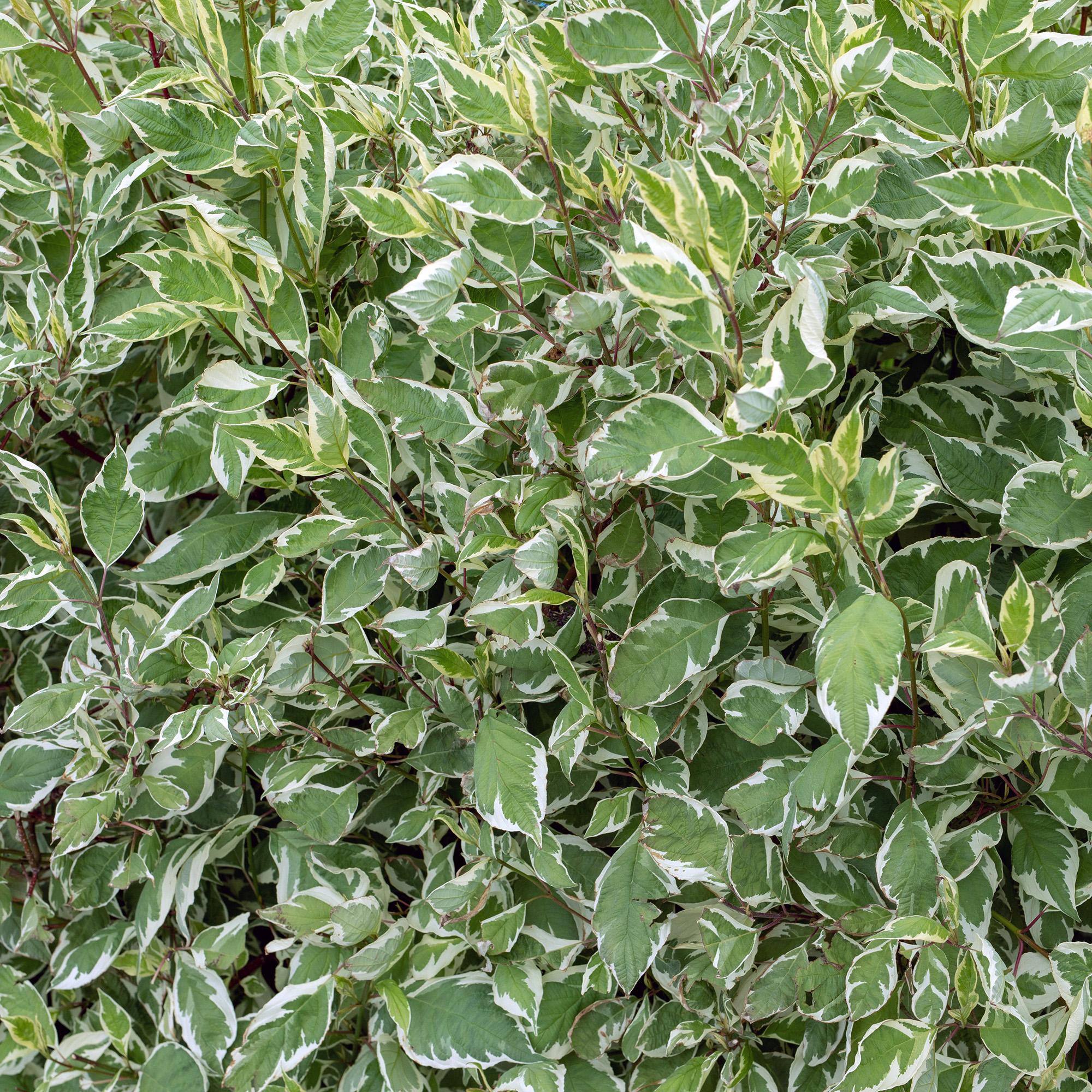 Buske Omnia Garden Korallkornell 50-80 cm