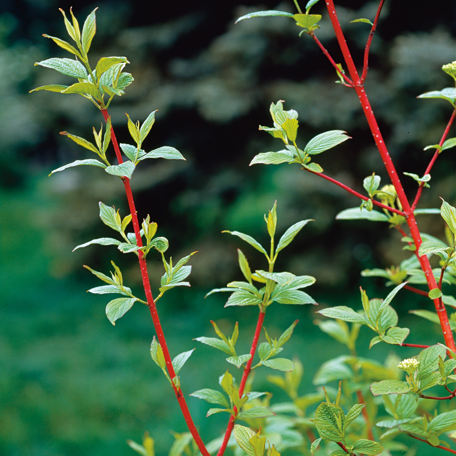 Buske Omnia Garden Korallkornell 50-80 cm