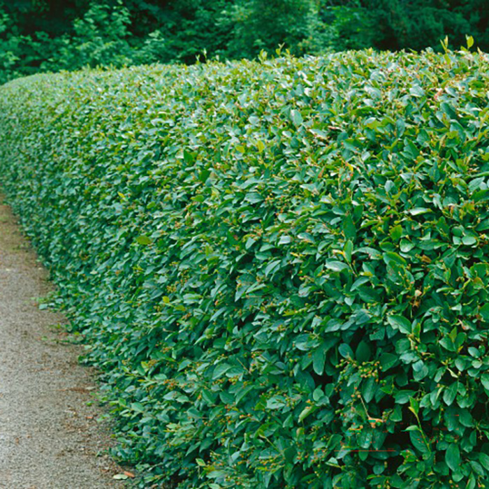 Häckoxbär Omnia Garden 30-50 cm