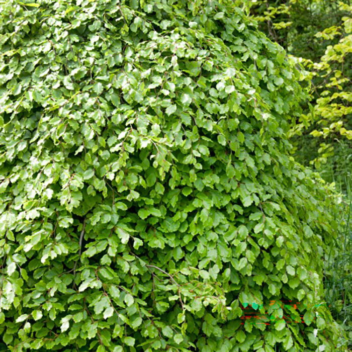 Bok Omnia Garden 50-80 cm