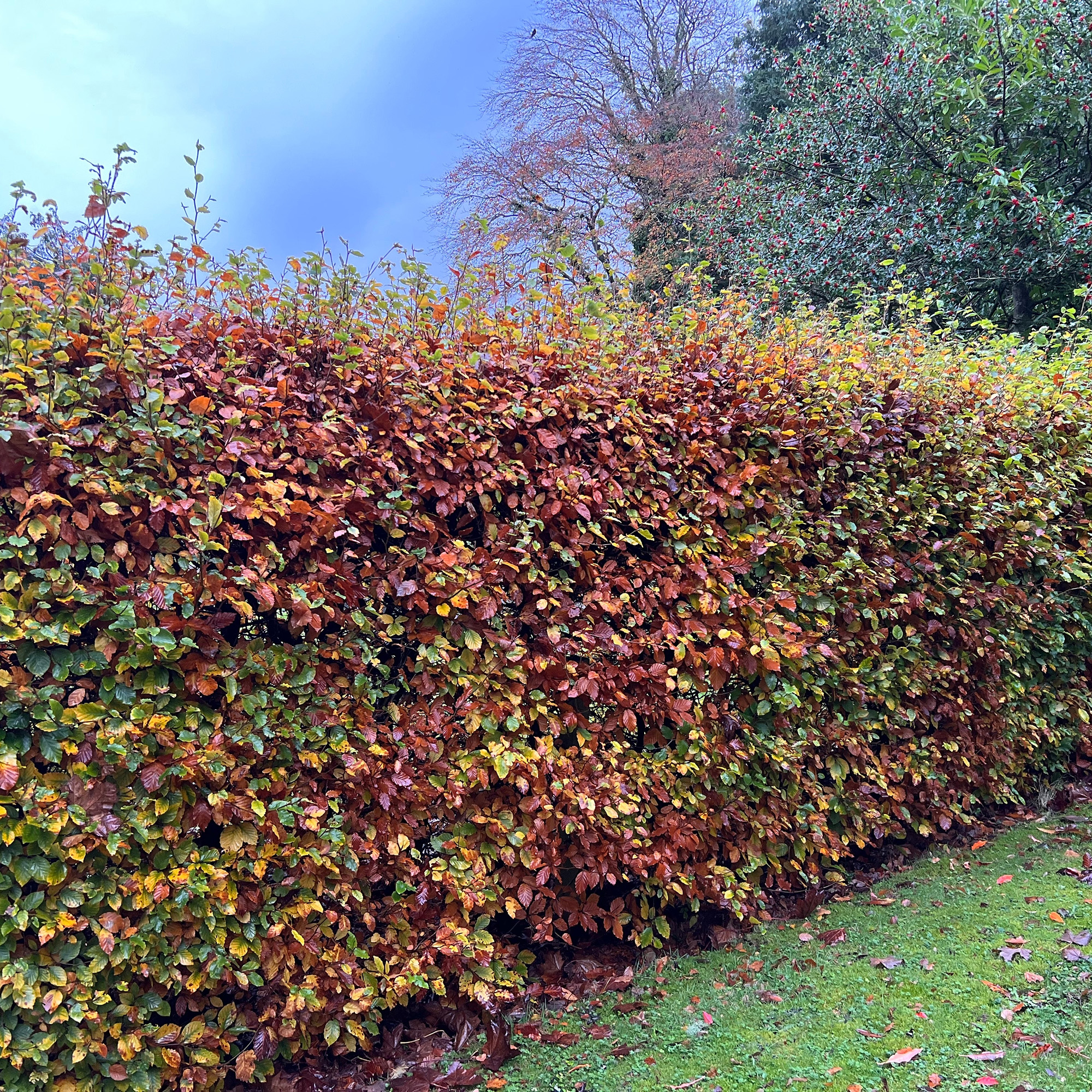 Bok Omnia Garden 50-80 cm