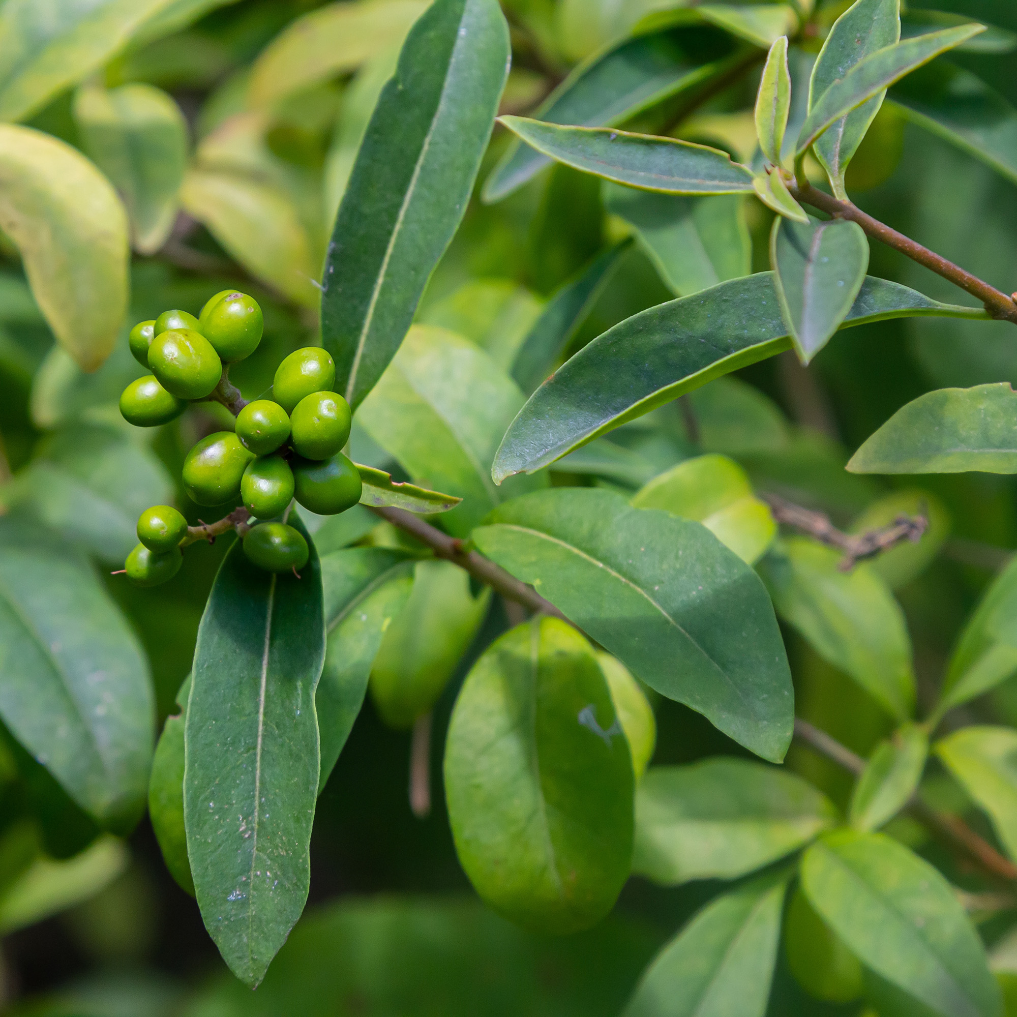 Häck Omnia Garden Vinterliguster Liga 30-50 cm