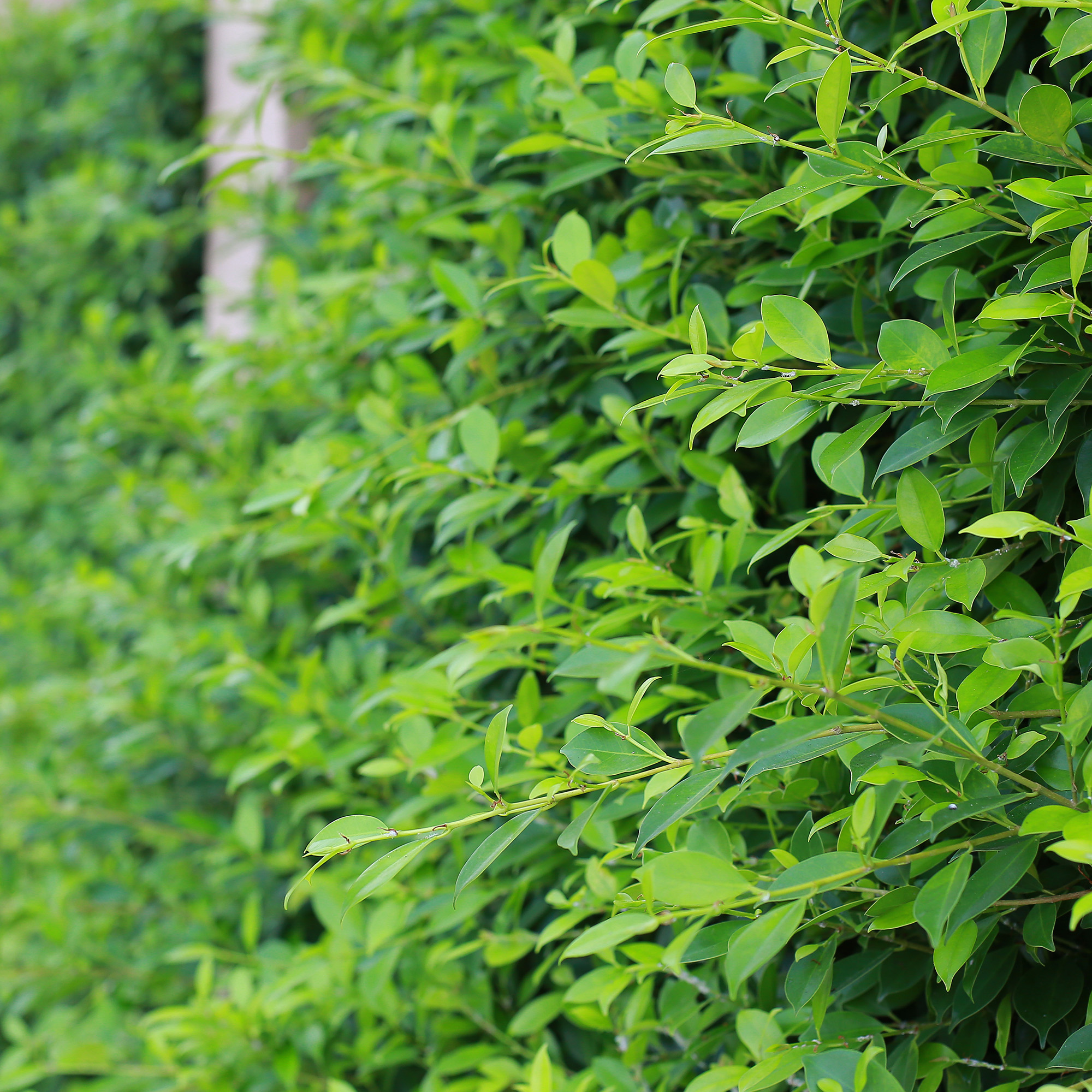 Häck Omnia Garden Vinterliguster Liga 50-80 cm 6-10 Grenar