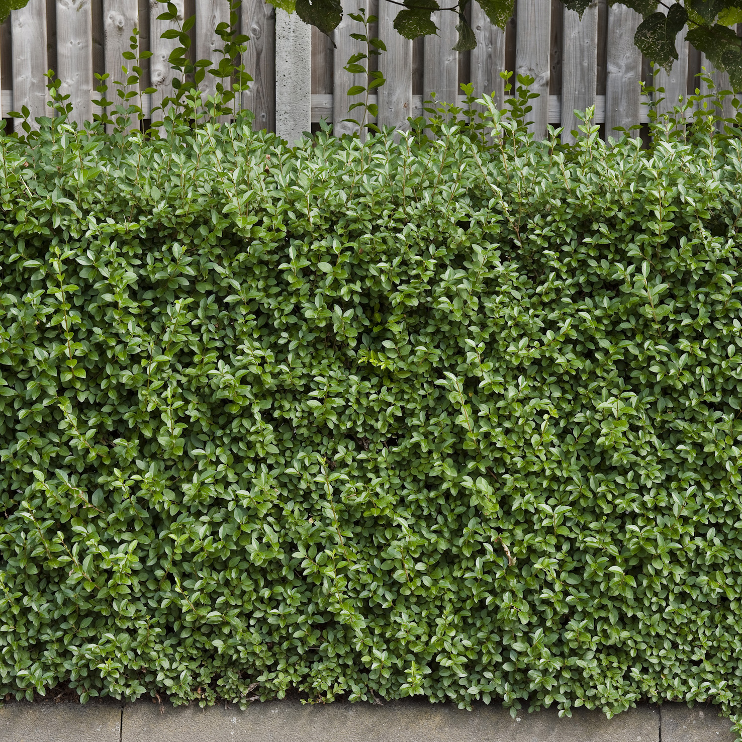 Häck Omnia Garden Dvärgliguster 20-30 cm