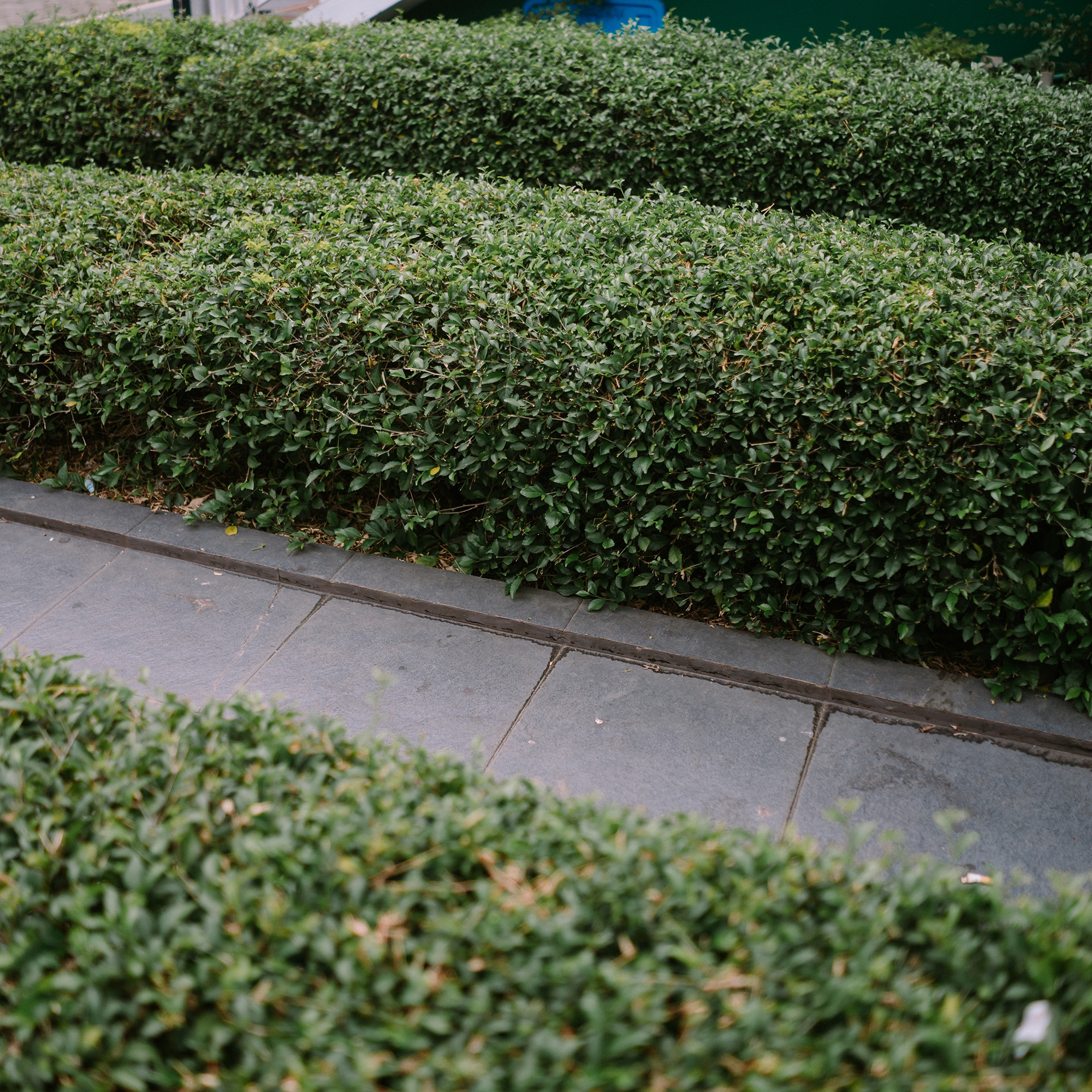 Häck Omnia Garden Dvärgliguster 20-30 cm