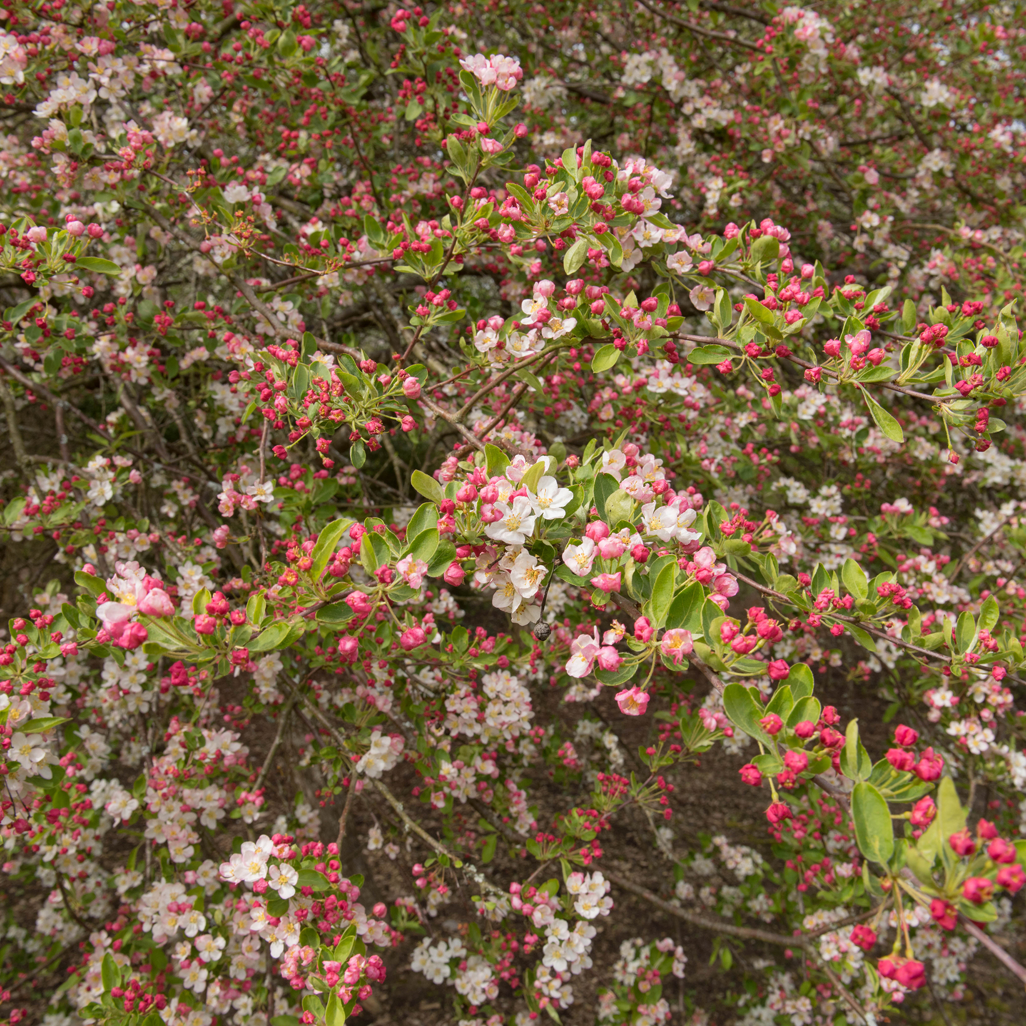 Häck Omnia Garden Bukettapel 30-50 cm