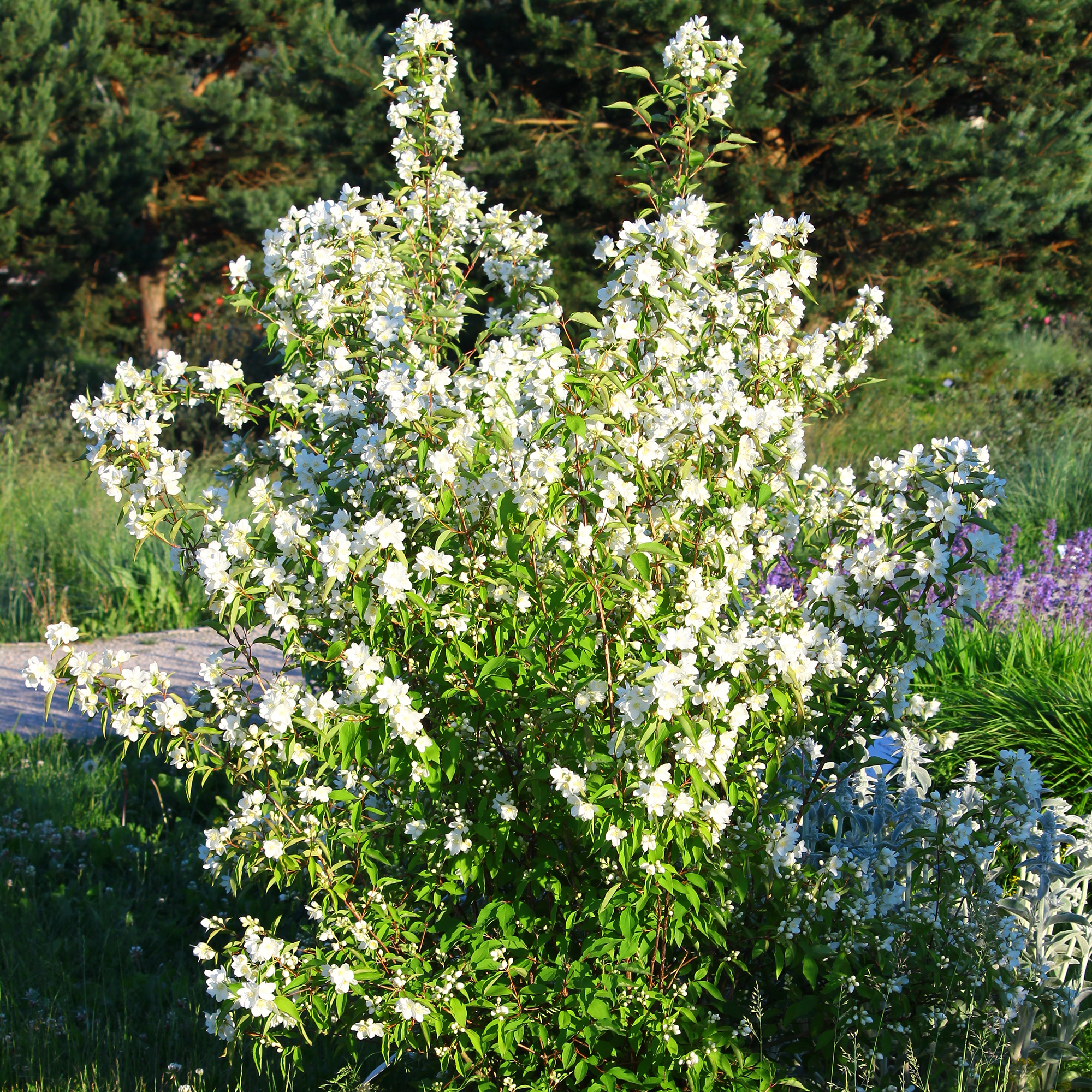 Buske Omnia Garden Smultronschersmin 30-50 cm