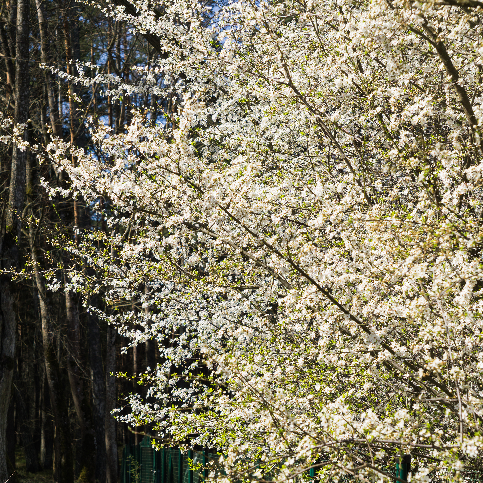 Buske Omnia Garden Körsbärsplommon 50-80 cm