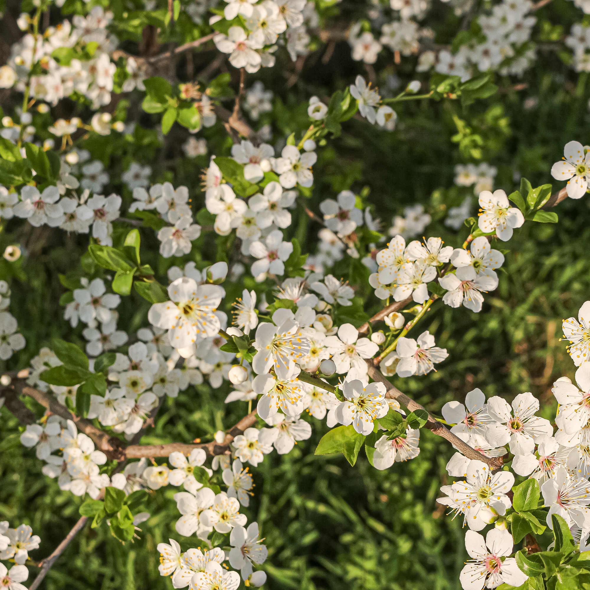 Buske Omnia Garden Körsbärsplommon 50-80 cm