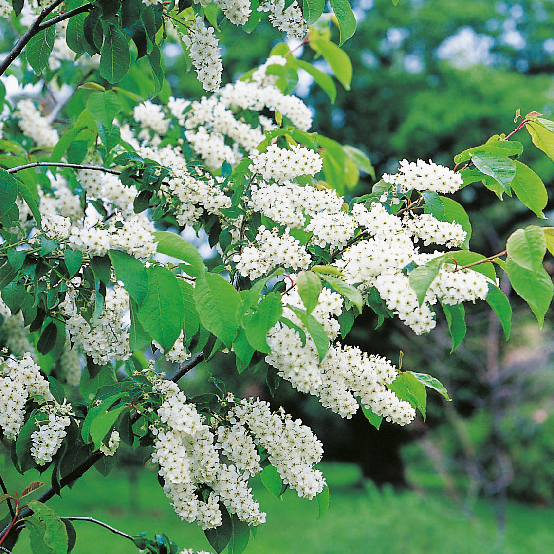 Häck Omnia Garden Hägg 50-80 cm