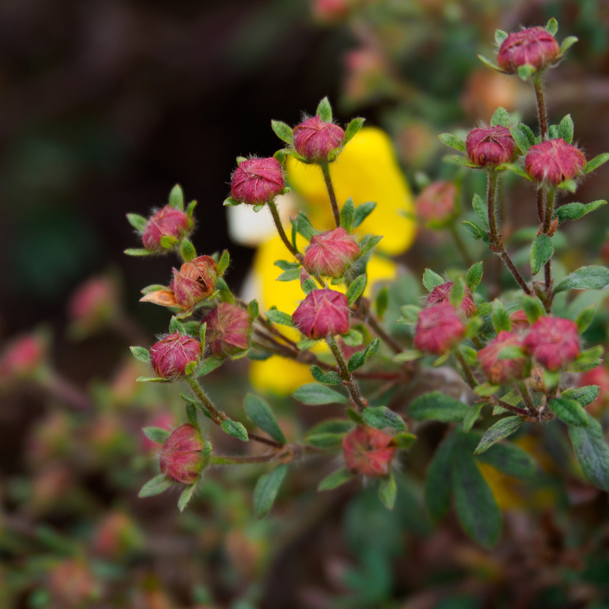 Buske Omnia Garden Trädgårdstok Goldfinger 30-50 cm